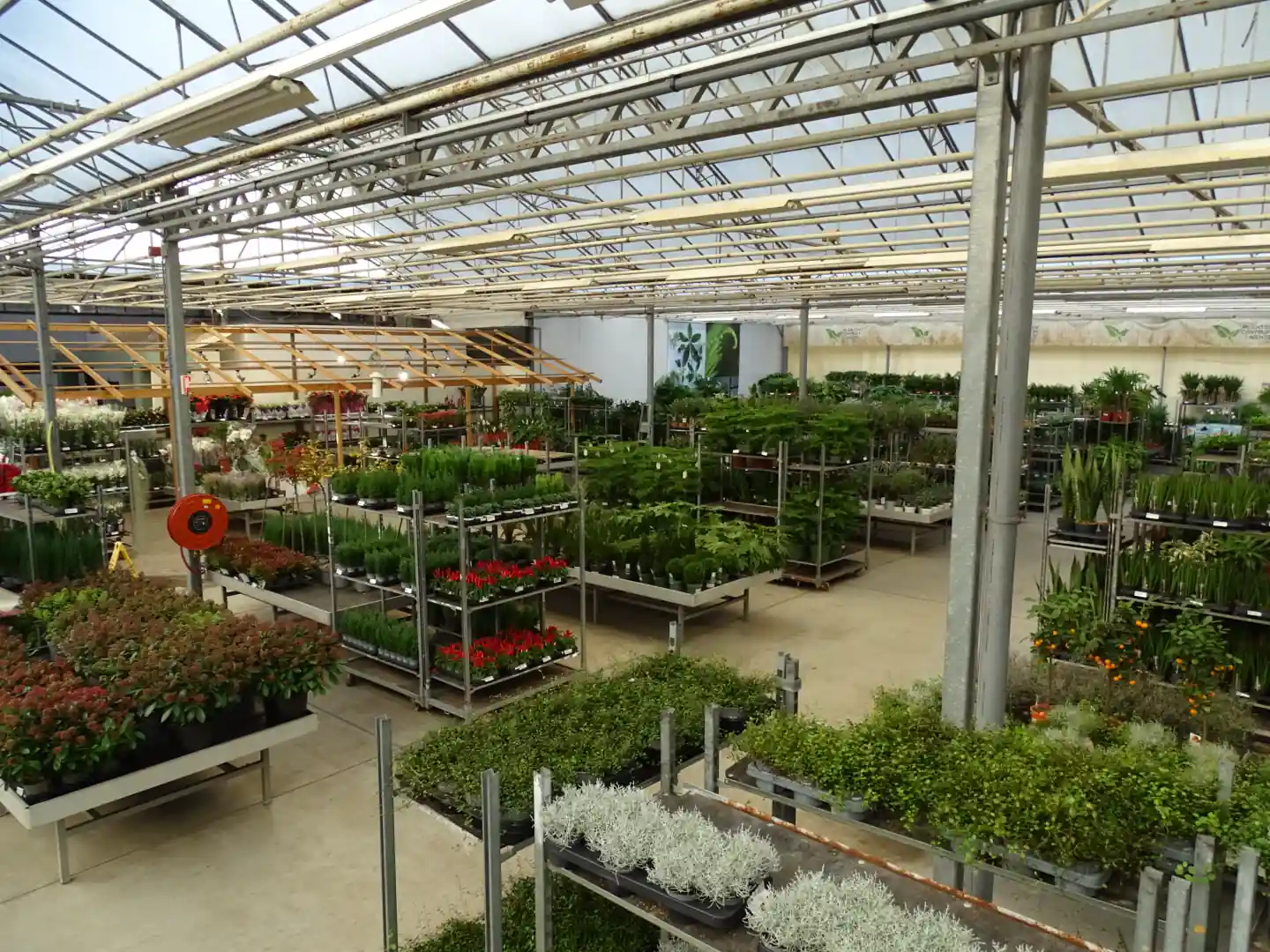 DecoFlora - Kas met perkplanten