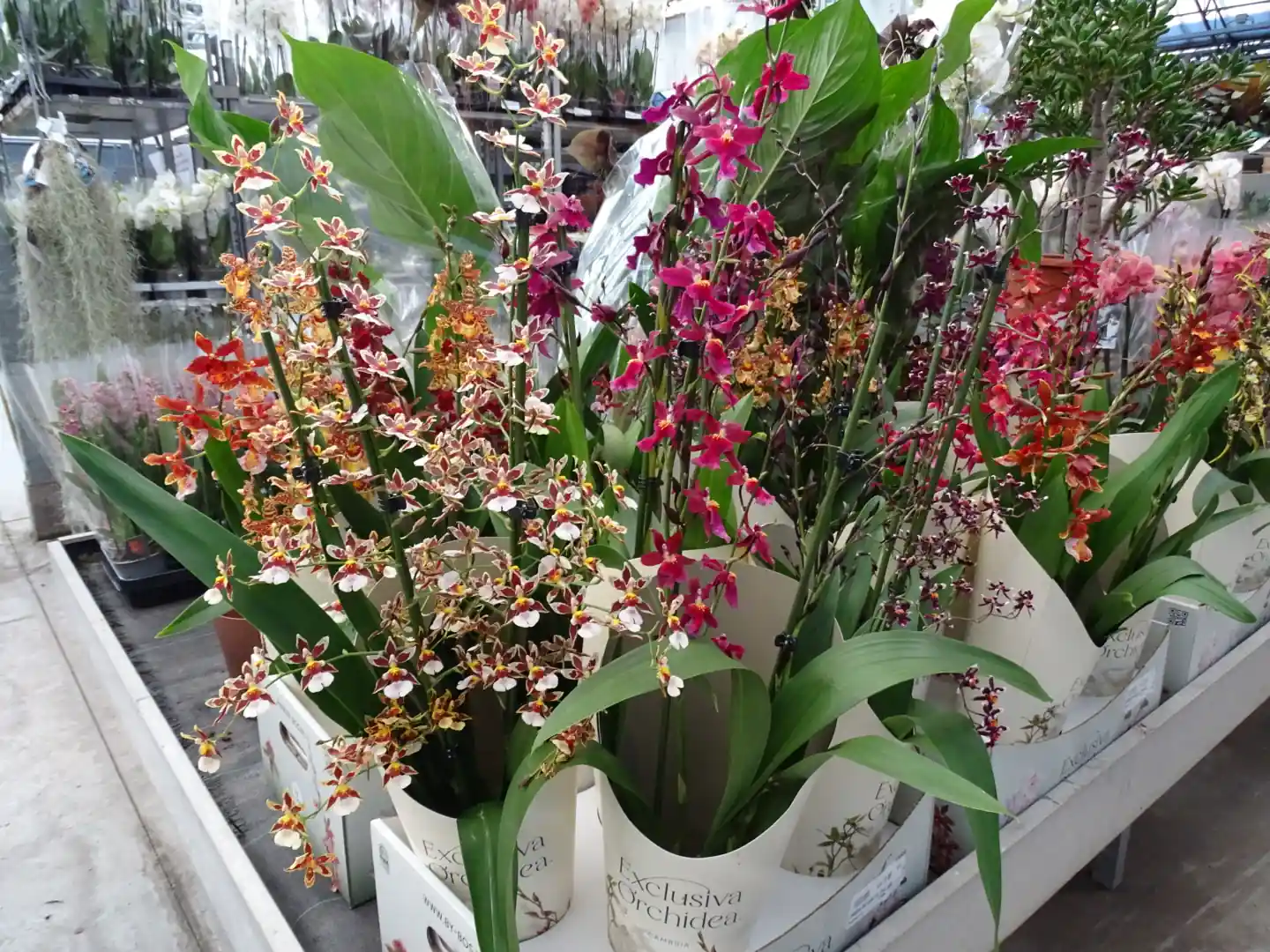 DecoFlora - Kleurrijke orchideeën