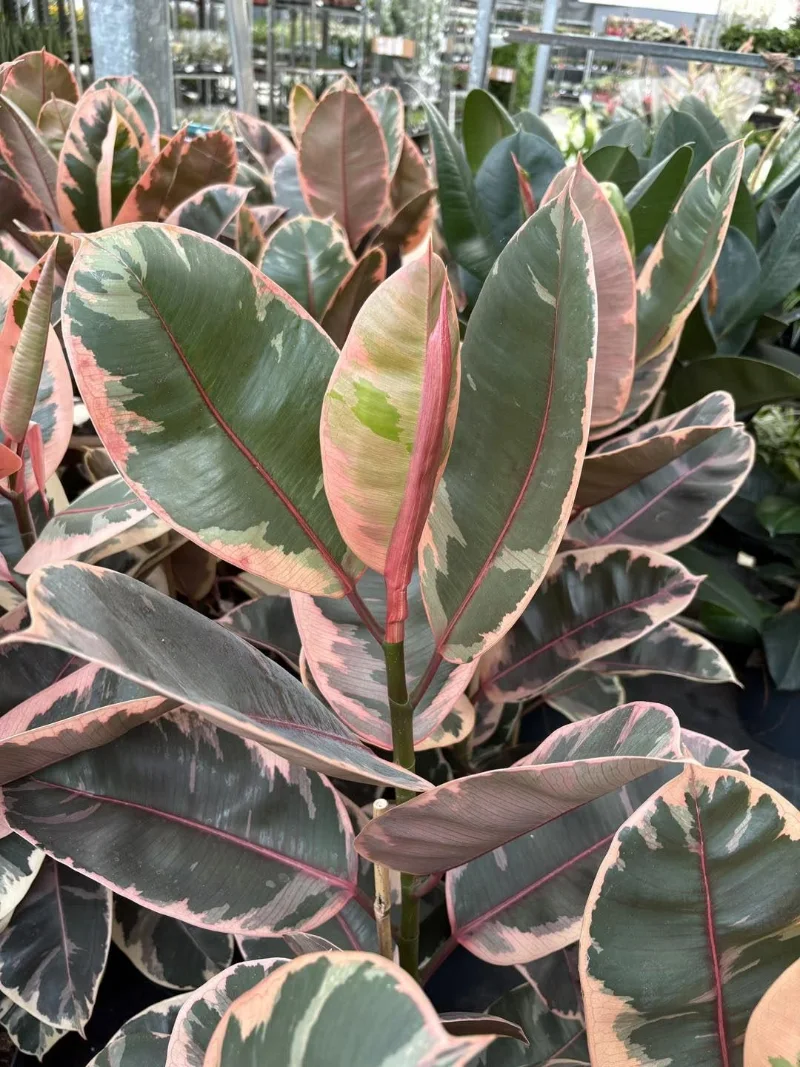 Planten Centrum Twente - Ficus