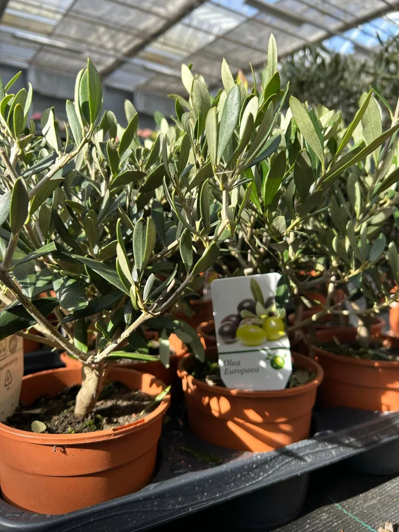 Planten Centrum Twente - Olijfboompjes