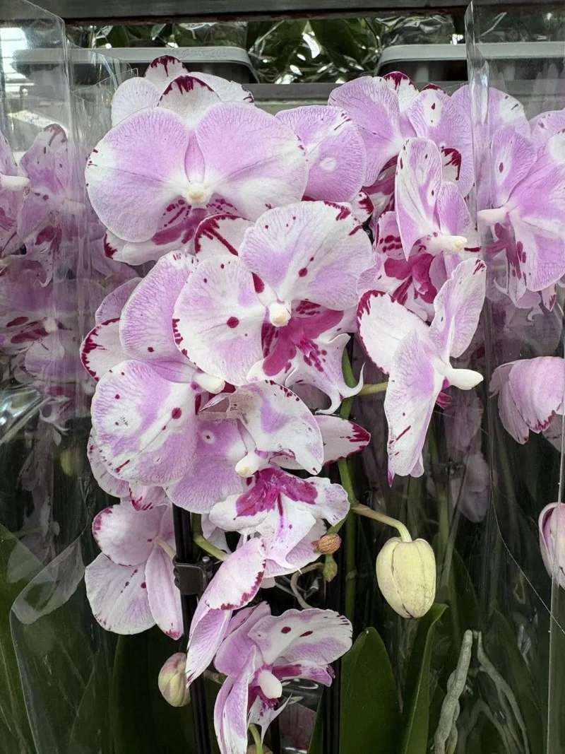 Planten Centrum Twente - Orchidee