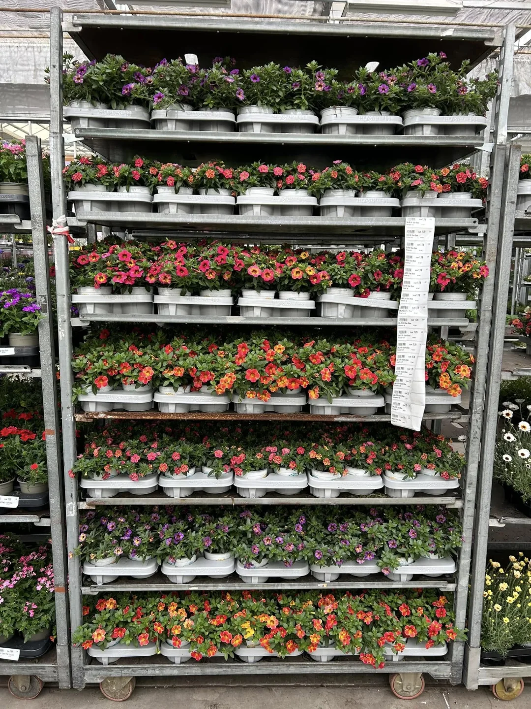 Planten Centrum Twente - Kar vol bloeiende perkplanten